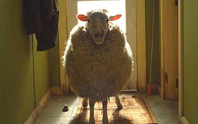 Černé ovce - černá komedie alá Gremlins